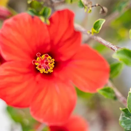 Appartement Kokonaki *