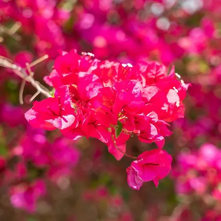 Kokonaki דירה קרפאטוס