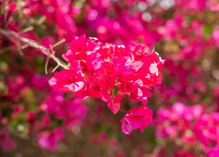 Kokonaki Apartmán Karpathos