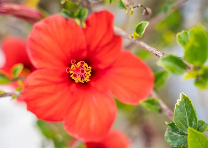 Apartmán Kokonaki *